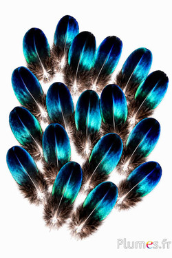 Pavone blu zaffiro - 3-5 cm - blu naturale metallizzato